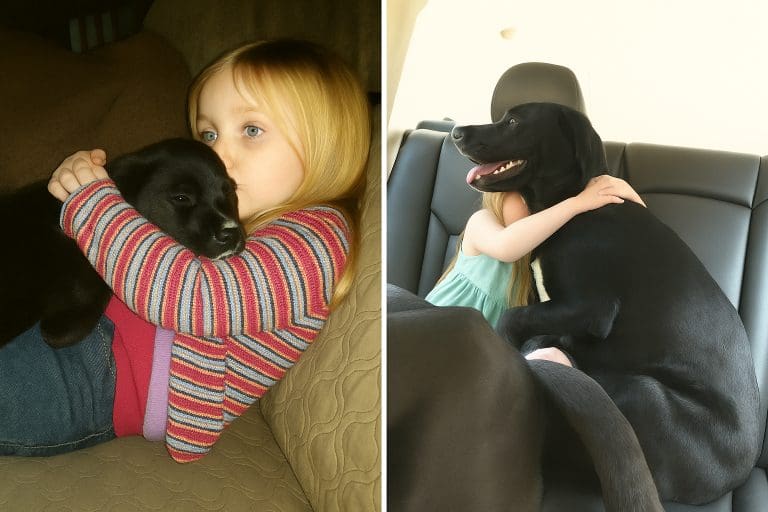 Side-by-side photos of a girl hugging a black puppy, then the same girl hugging the grown dog in a car.
