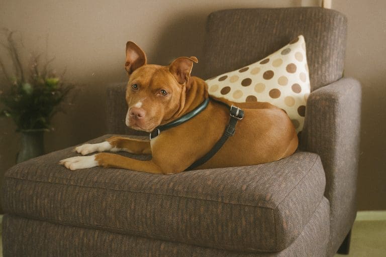 Reddish-brown rescue dog lounging on an armchair, wearing a black harness, with a calm gaze and warm-toned background.