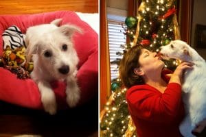 Image 1: White terrier mix puppy lying on a bright pink dog bed with toys. Image 2: Woman in red sweater lovingly holding and kissing a white terrier dog in front of a Christmas tree.