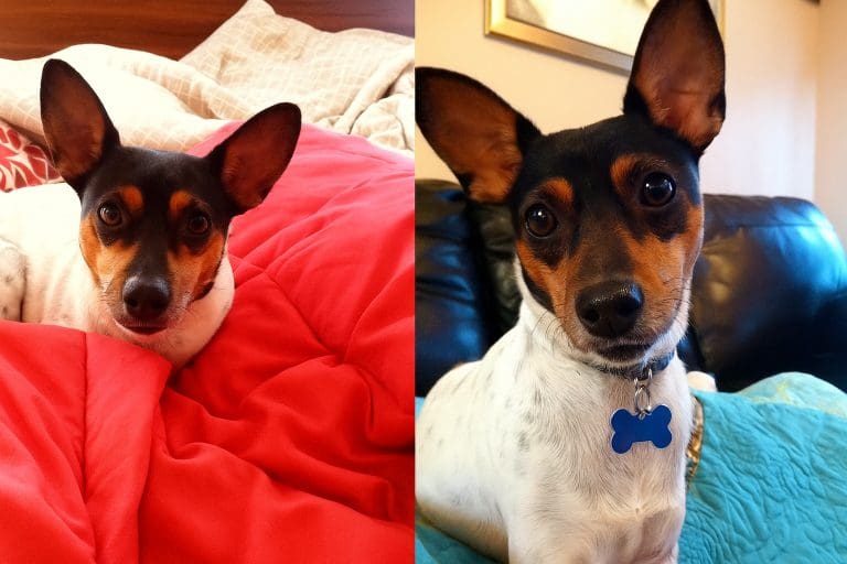 Hope’s Happy Tail: From Abandonment to a Life of Love