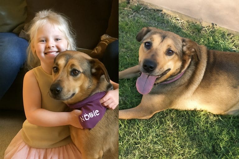 Side-by-side photos of Rosie hugging a girl indoors and relaxing outdoors on green grass.