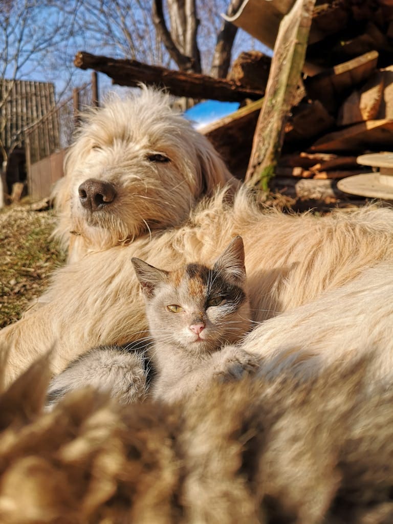 A relaxing scene of a dog and cat lounging together on a sunny day, capturing the essence of companionship.