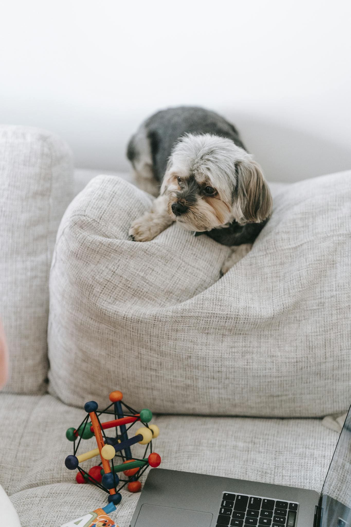 Adorable Morkie dog lounging on a sofa with a laptop and toy nearby, creating a cozy home scene.
