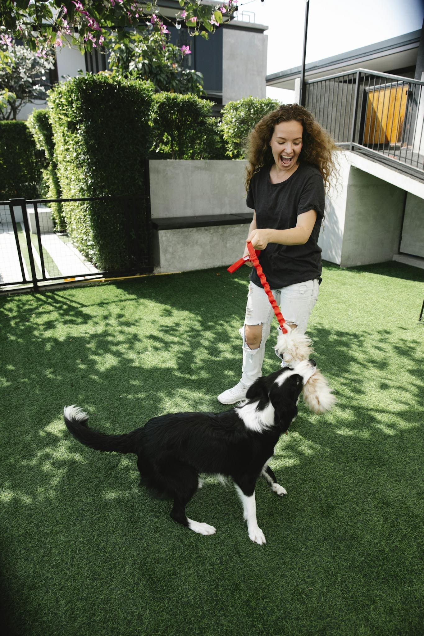 Cheerful female and purebred dog biting fluffy toy while playing on meadow in patio on sunny day
