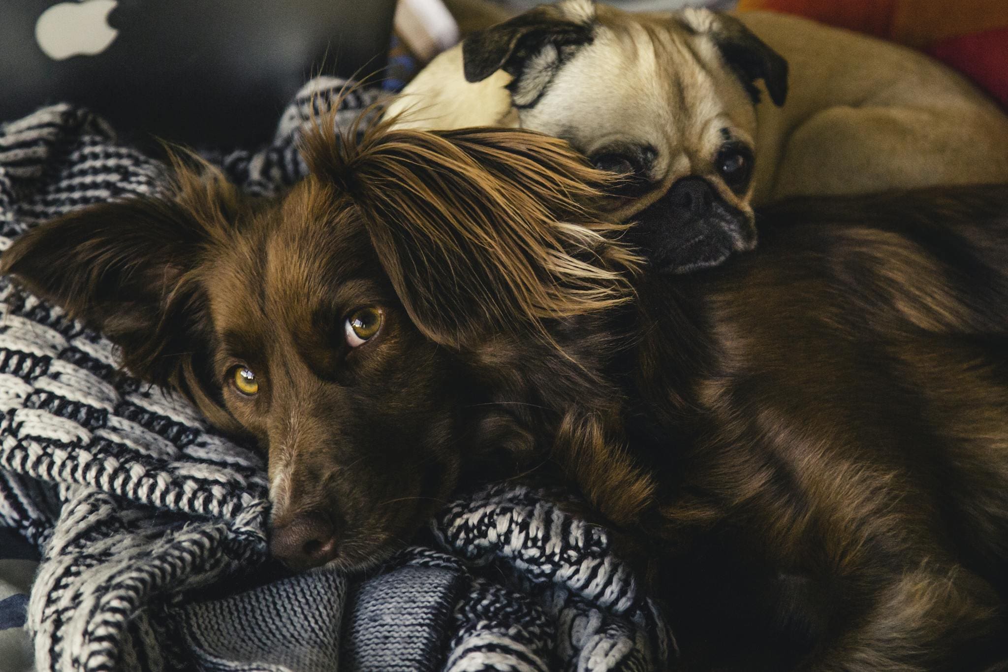 Two adorable dogs cuddle together, showcasing love and companionship.